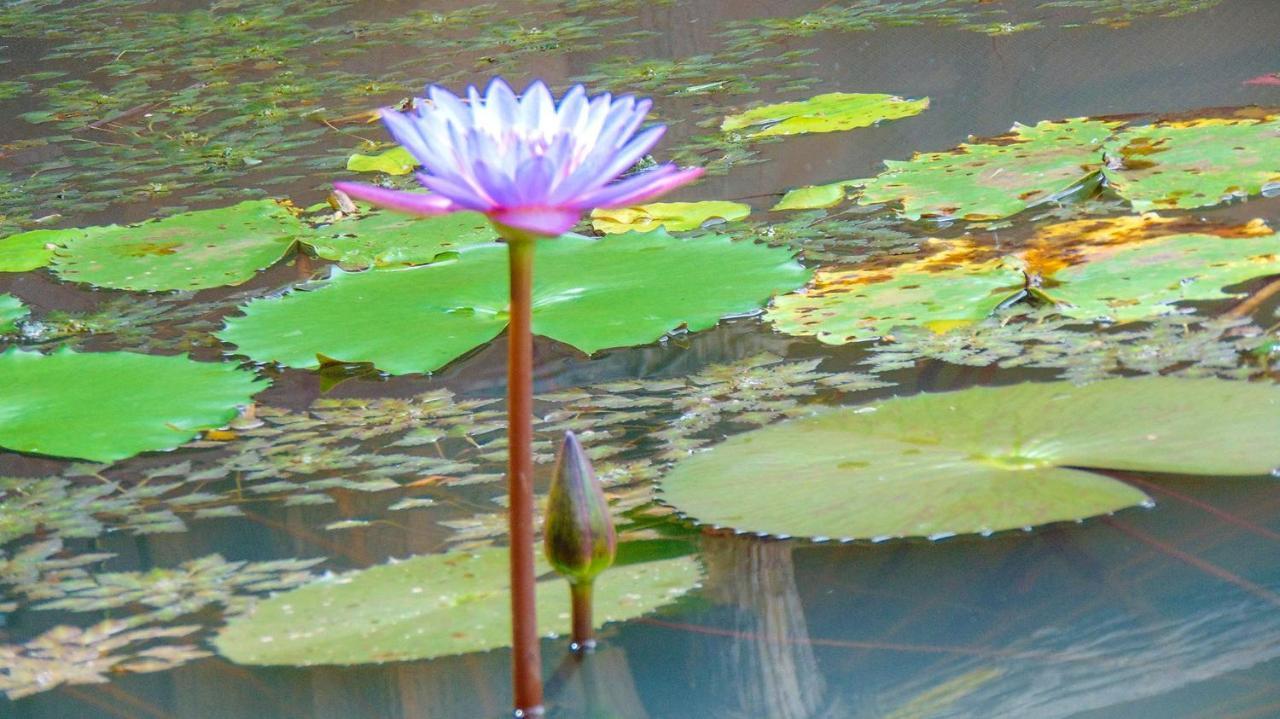 Sigiriya Water Cottage Zewnętrze zdjęcie